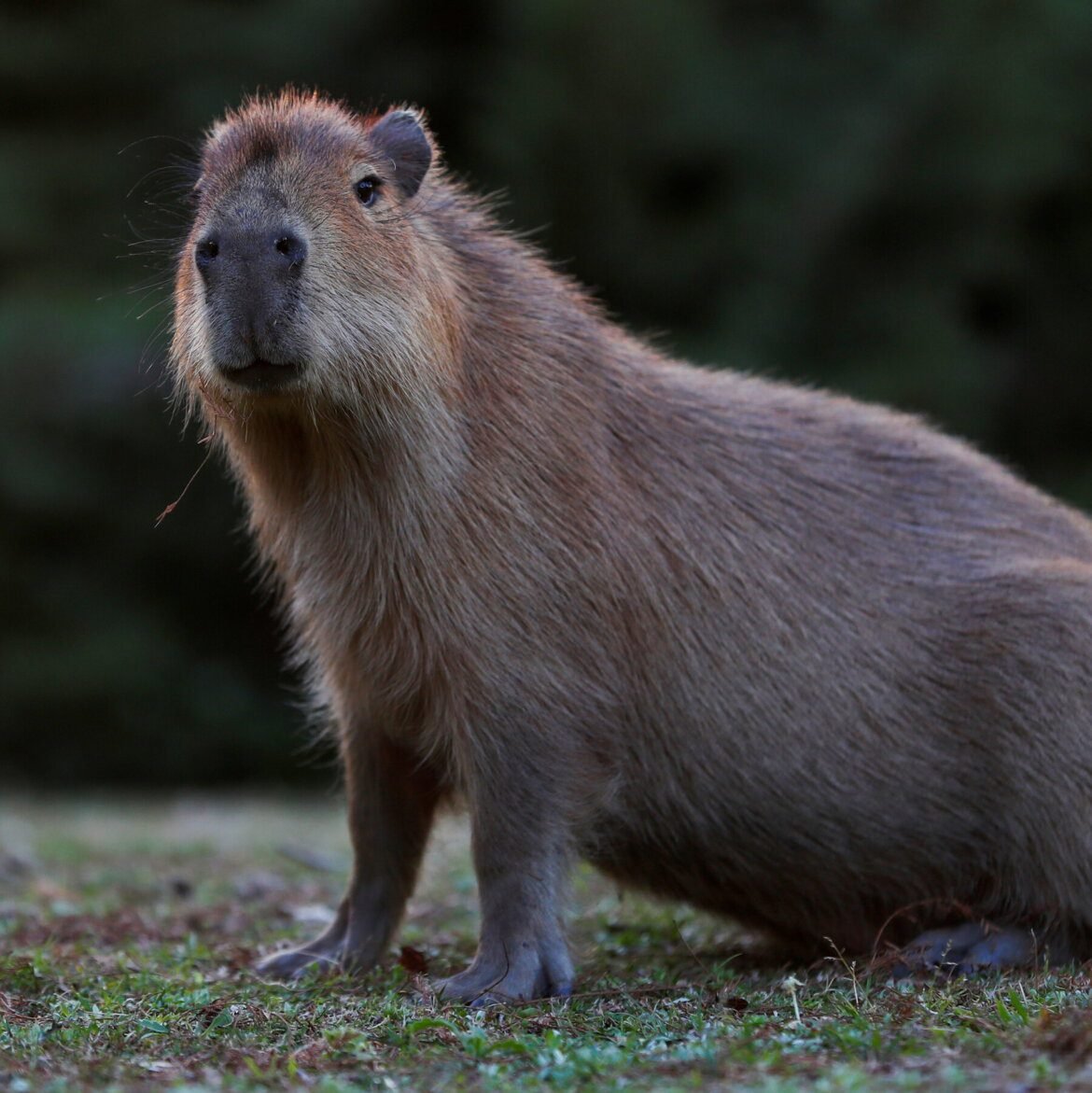 The Biggest Capybara Ever Documented Baby Capybara