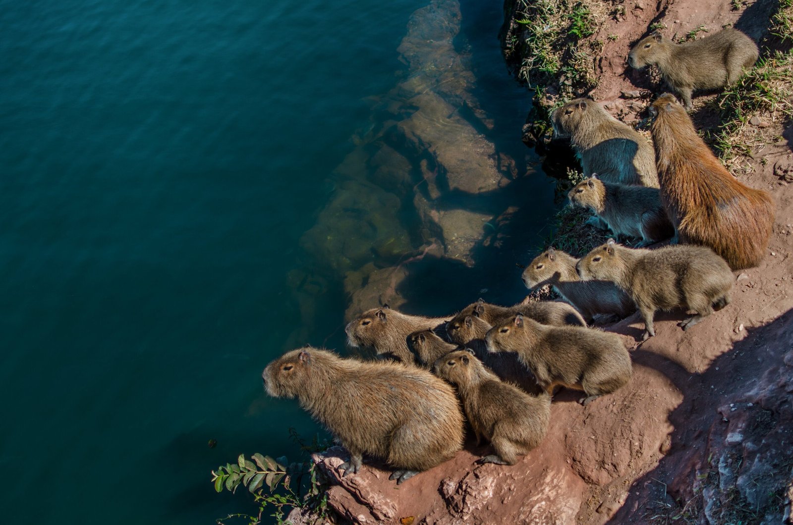 7 Great Places with Capybaras Near Me