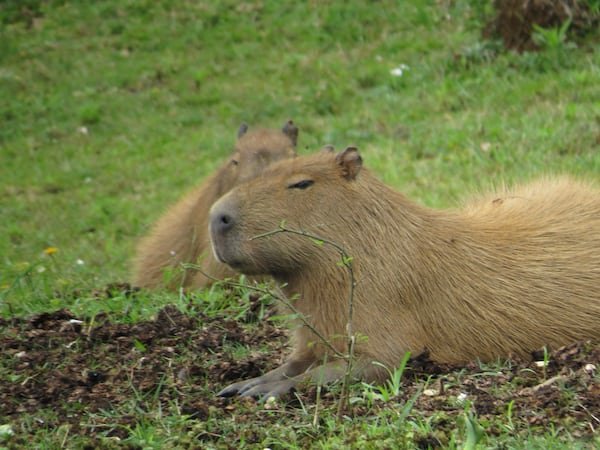 A Beginners Guide: Finding a Capybara