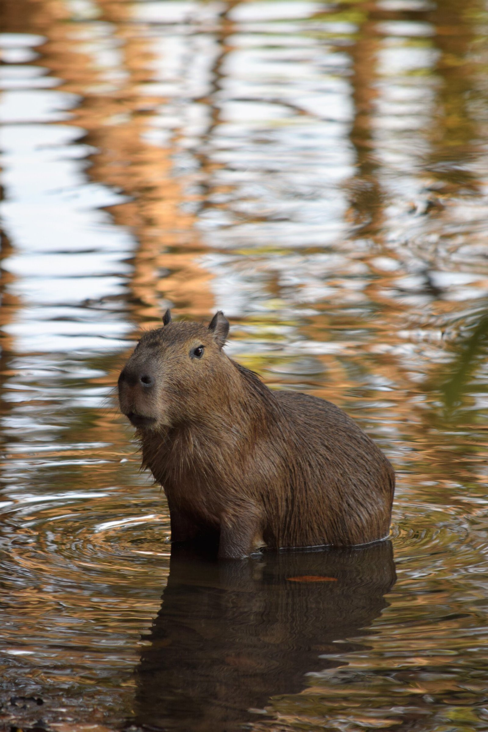 A Detailed Drawing of a Capybara