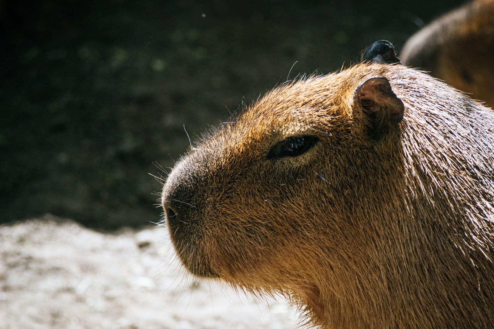 A Detailed Drawing of a Capybara