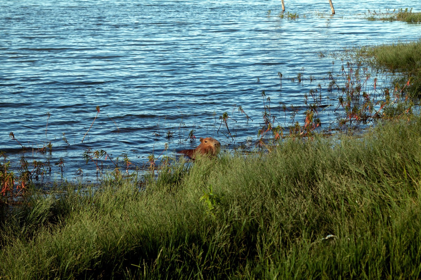 Adorable Capybara: A Collection of Images