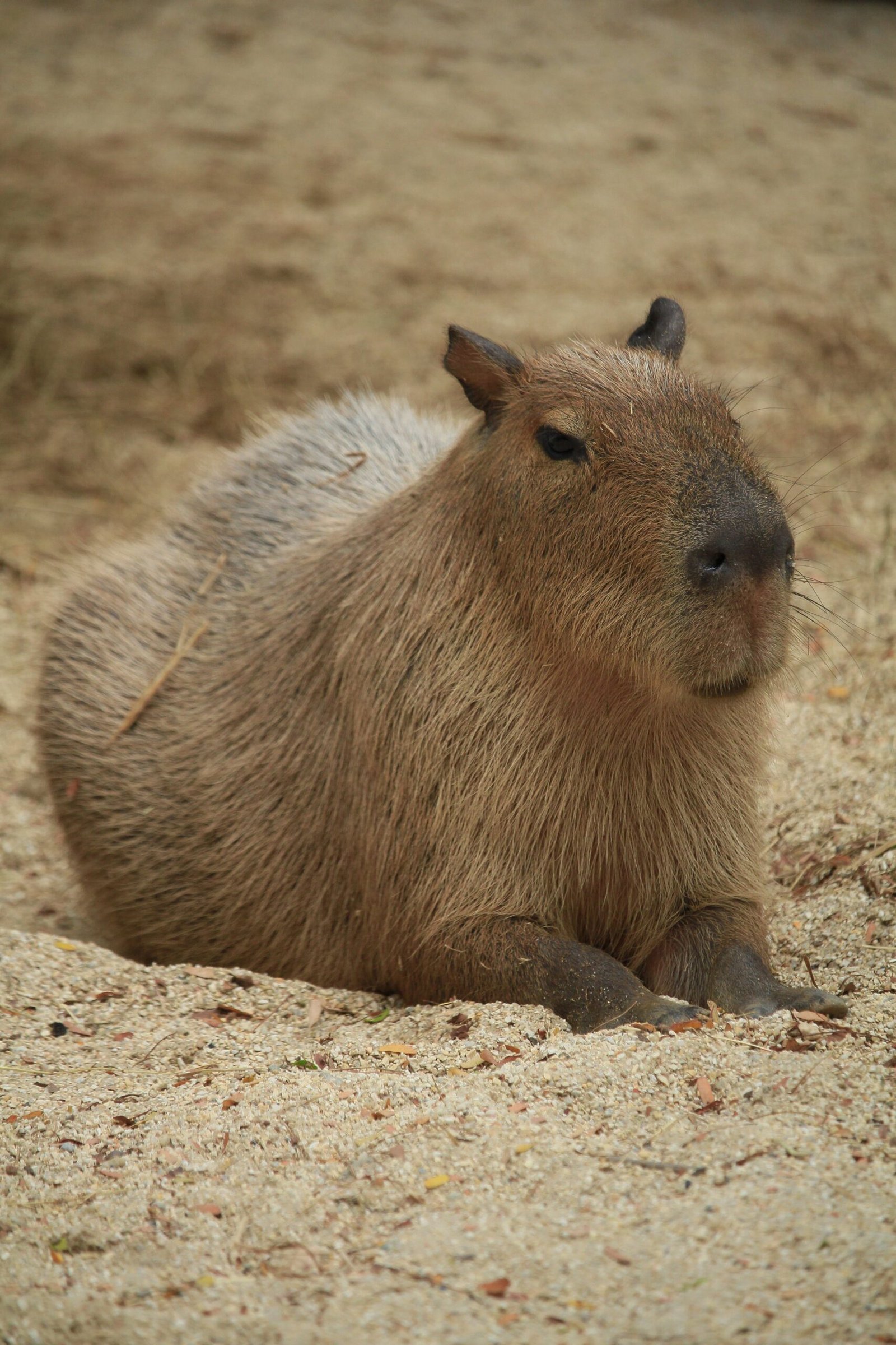 Adorable Images of a Capybara