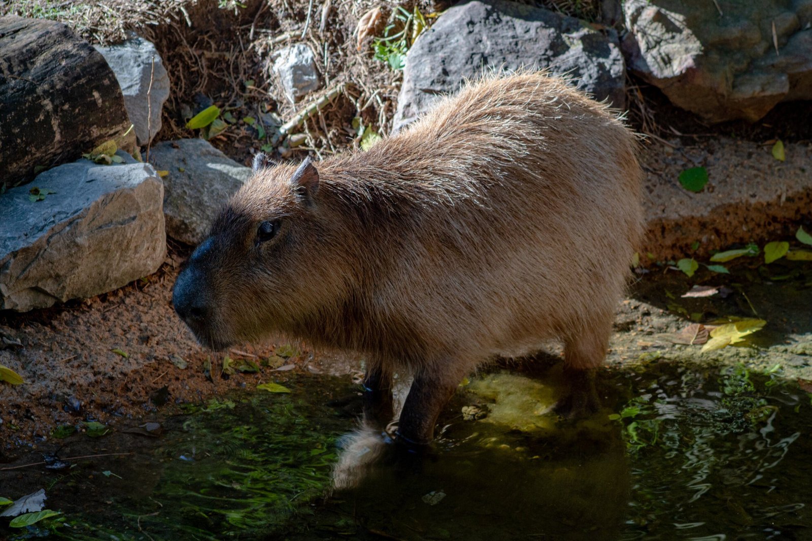 Adventures of a Capybara on a Bike