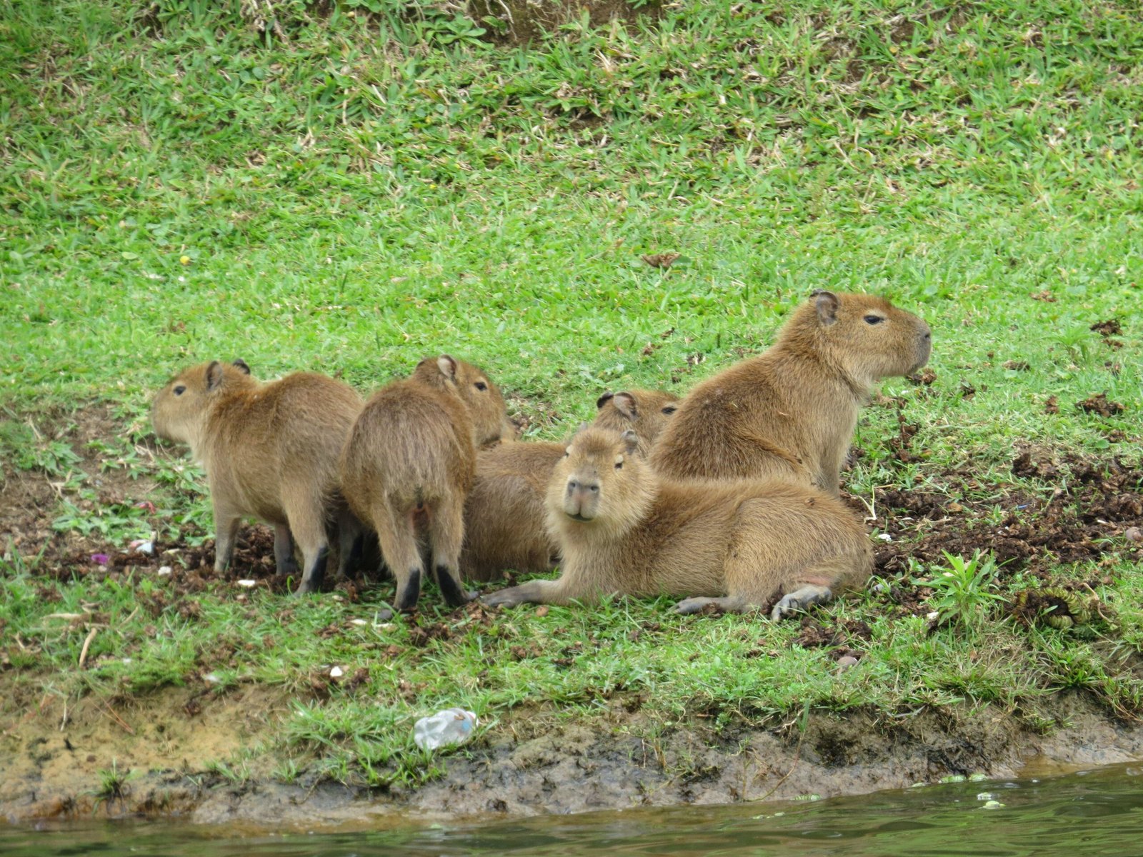 Adventures of a Capybara on a Bike