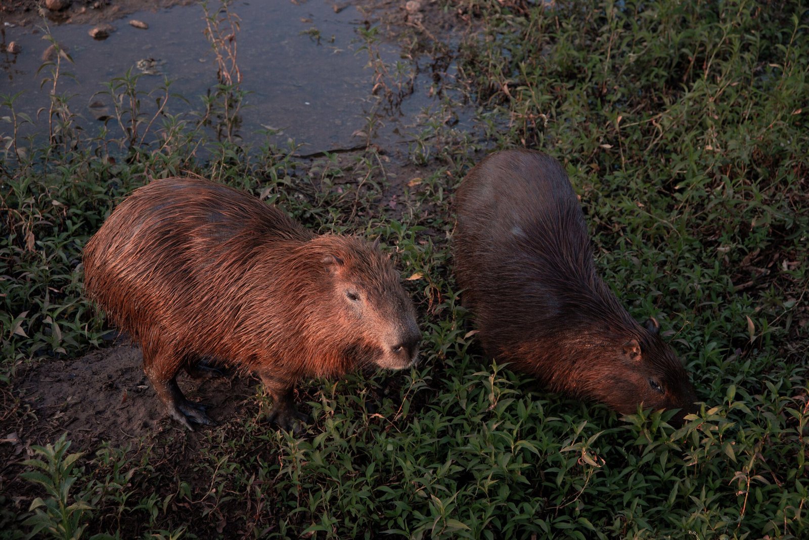 Adventures of a Capybara on a Bike