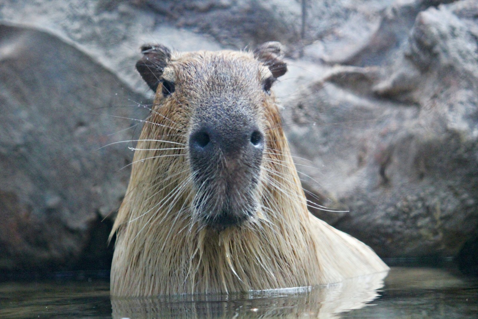 Animals Resembling Capybaras