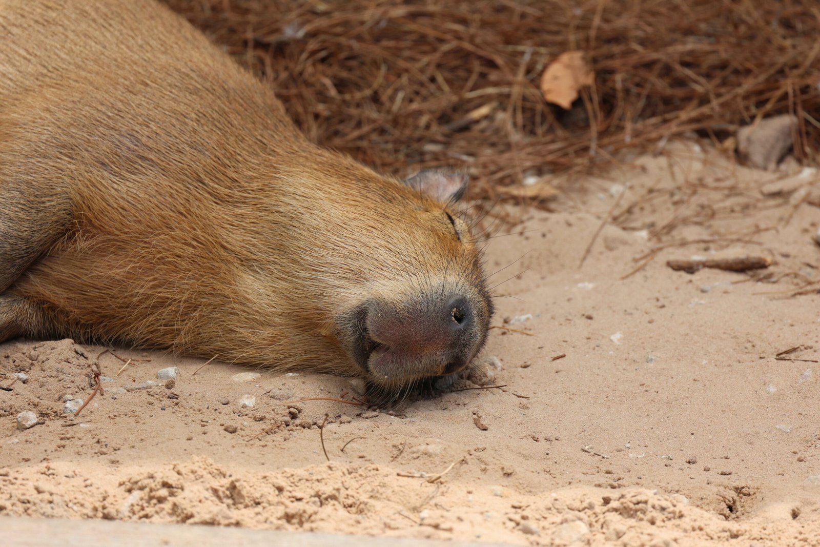 Are Capybaras Endangered?