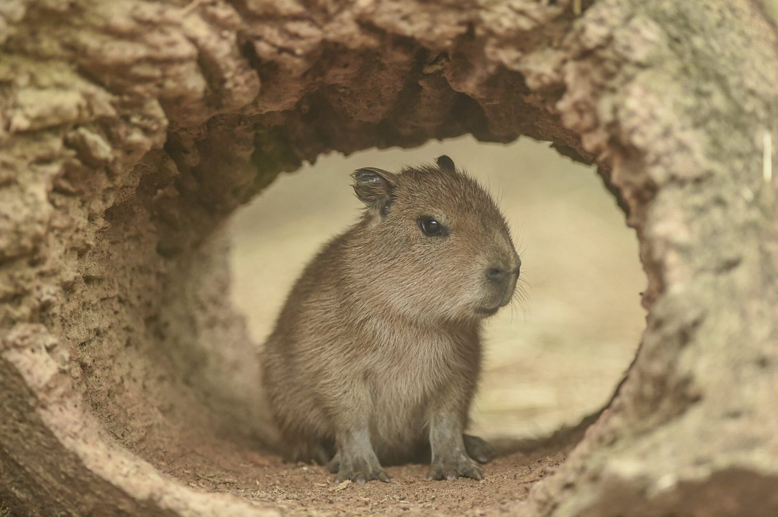 Are Capybaras Legal as Pets?