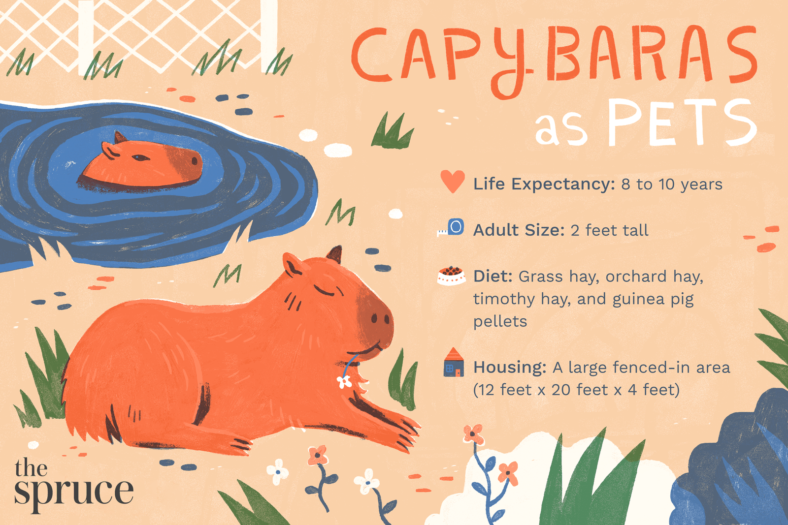 Are Capybaras Legal as Pets?