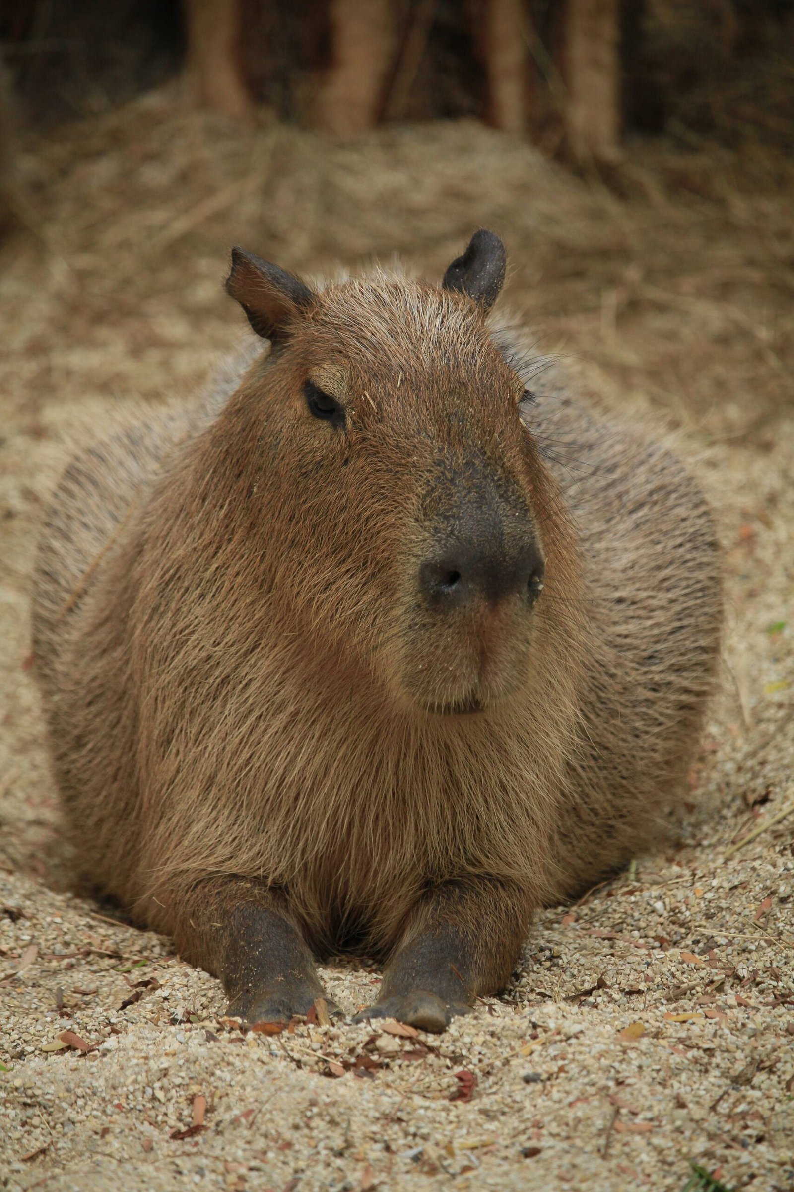 are there capybaras at the pittsburgh zoo 3 scaled