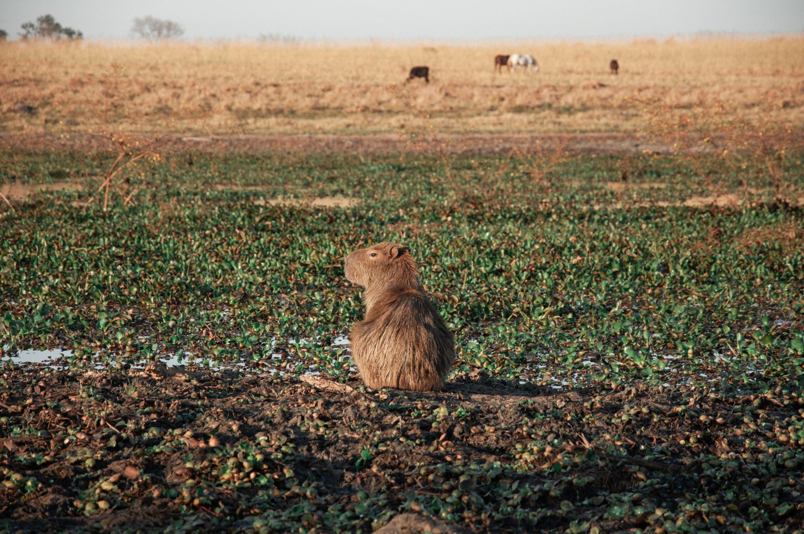 Average Weight of a Capybara