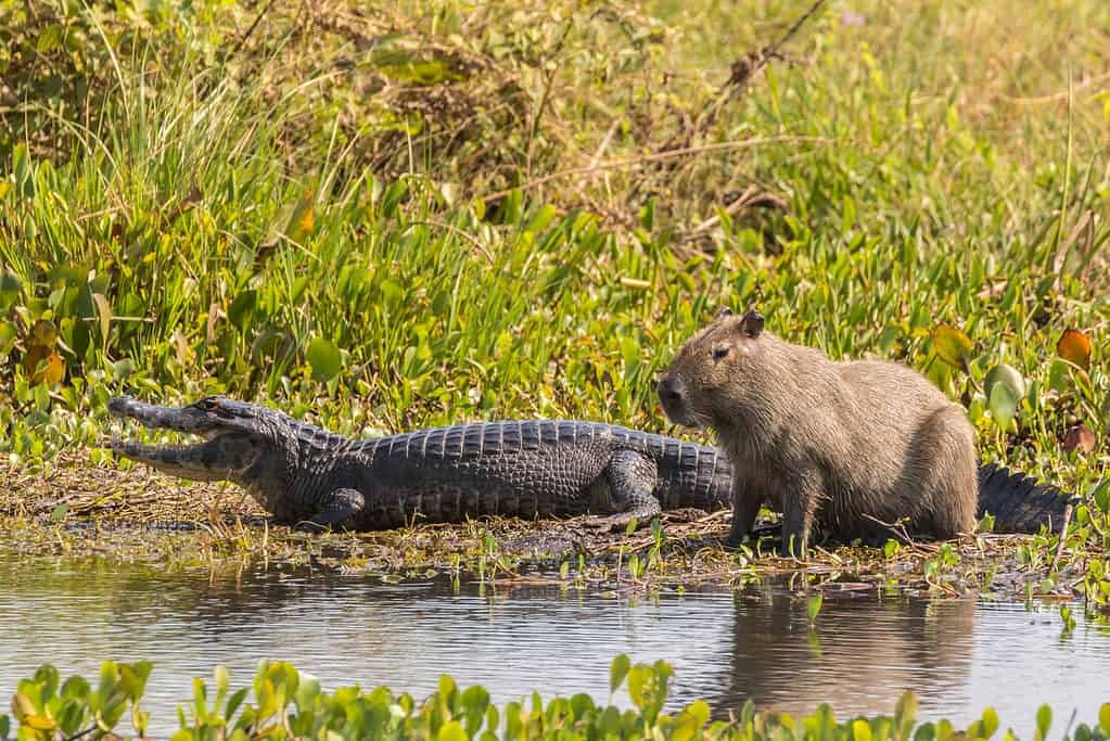 Can Capybaras Ride Alligators? Can Capybaras Ride Alligators?