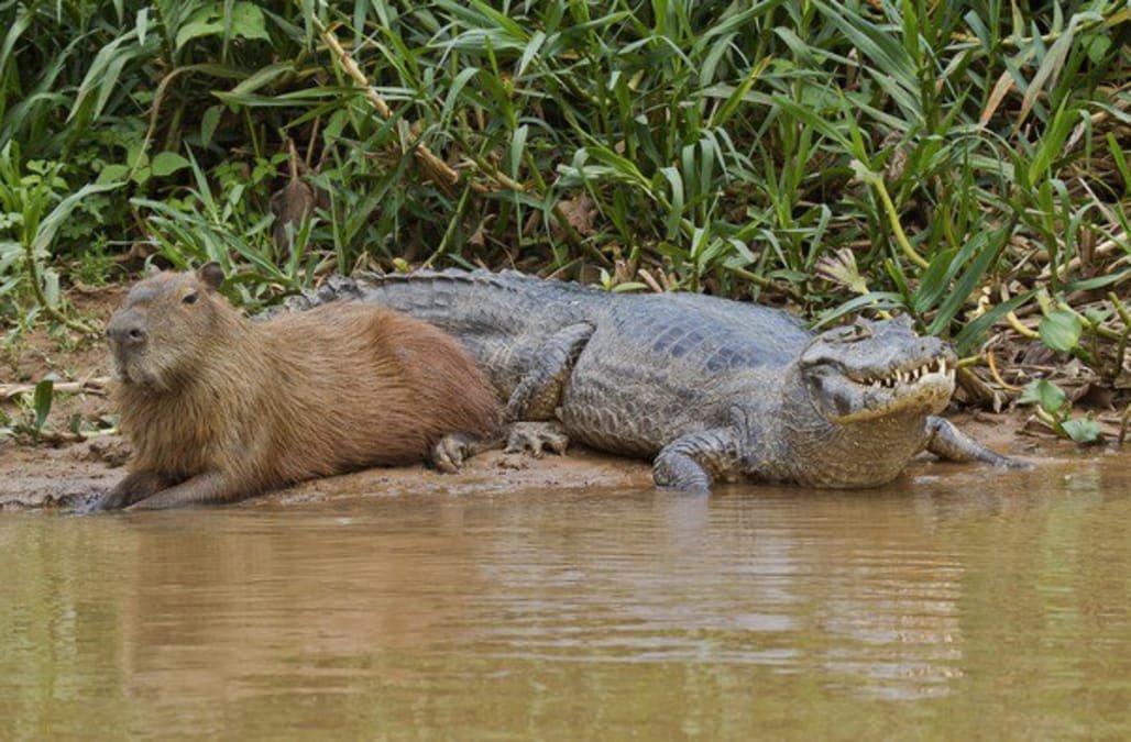 Can Capybaras Ride Alligators? Can Capybaras Ride Alligators?