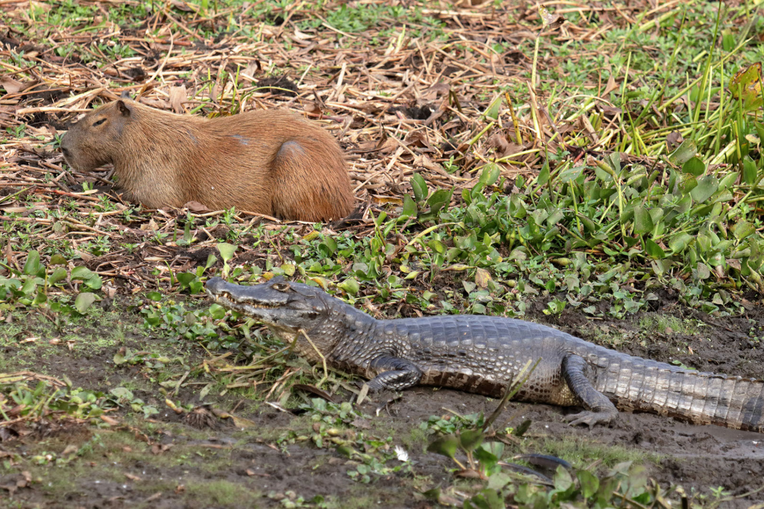 Can Capybaras Ride Alligators? Can Capybaras Ride Alligators?