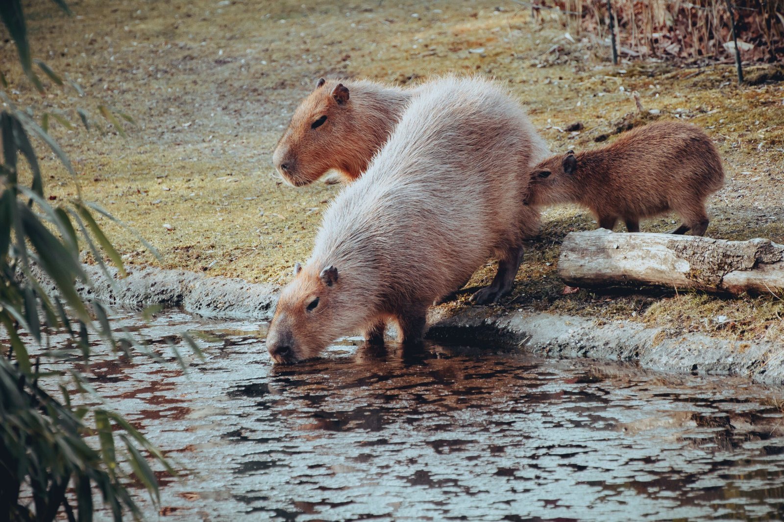 Can I legally own a capybara in my area?