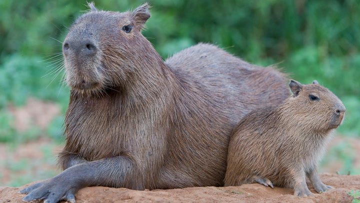 Can You Adopt a Capybara as a Pet