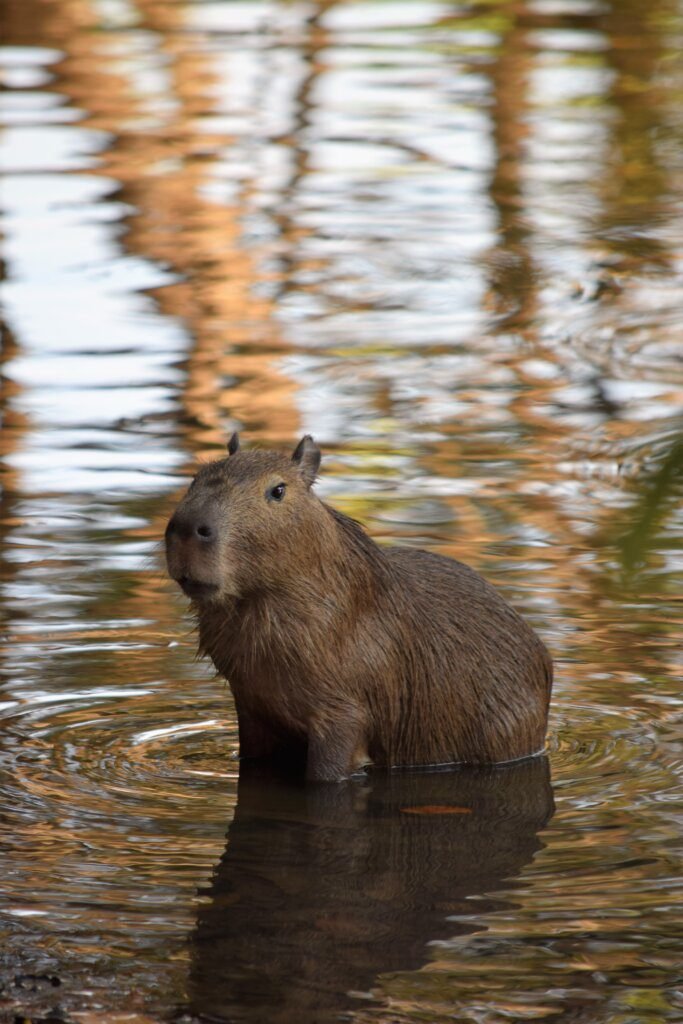 Can you legally own a pet capybara? - Baby Capybara