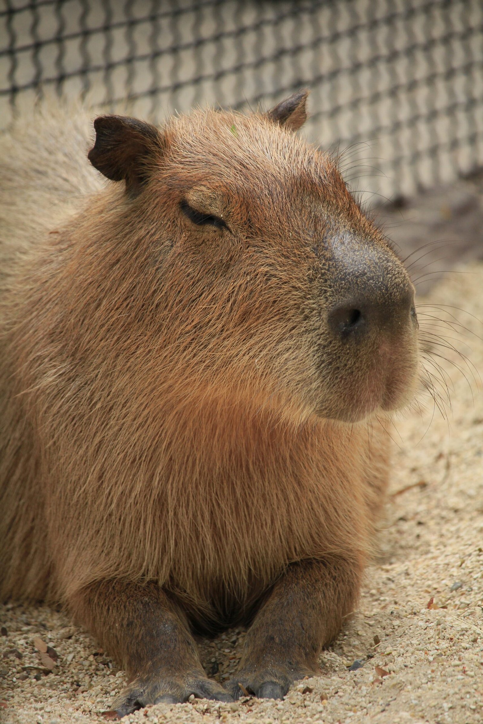 Can You Own a Capybara?