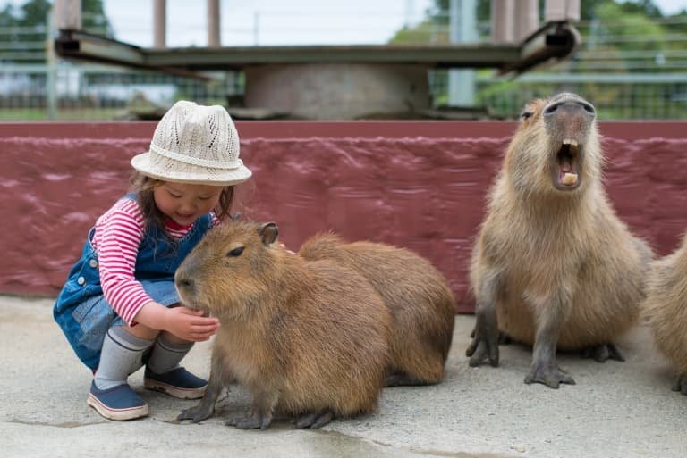 Capybara: A Fascinating Human Size Comparison