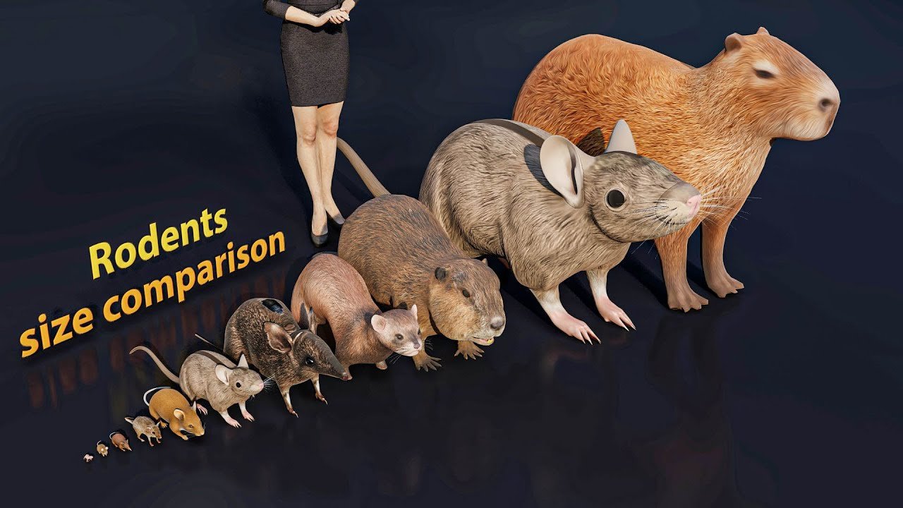 Capybara: A Fascinating Human Size Comparison