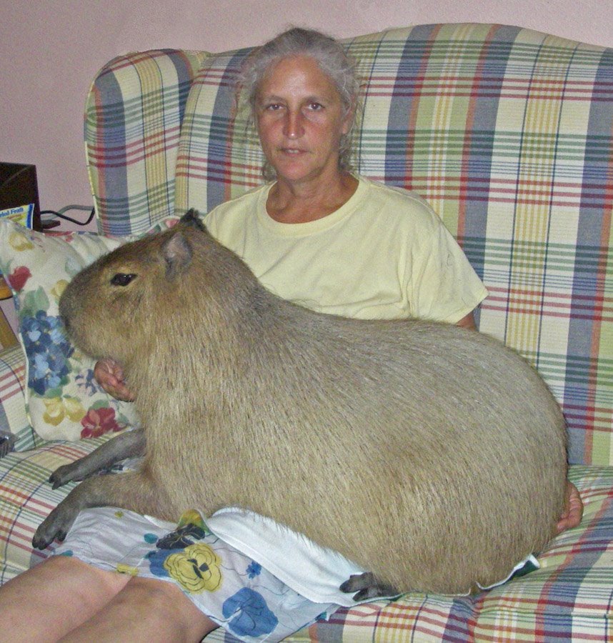 Capybara: A Fascinating Human Size Comparison