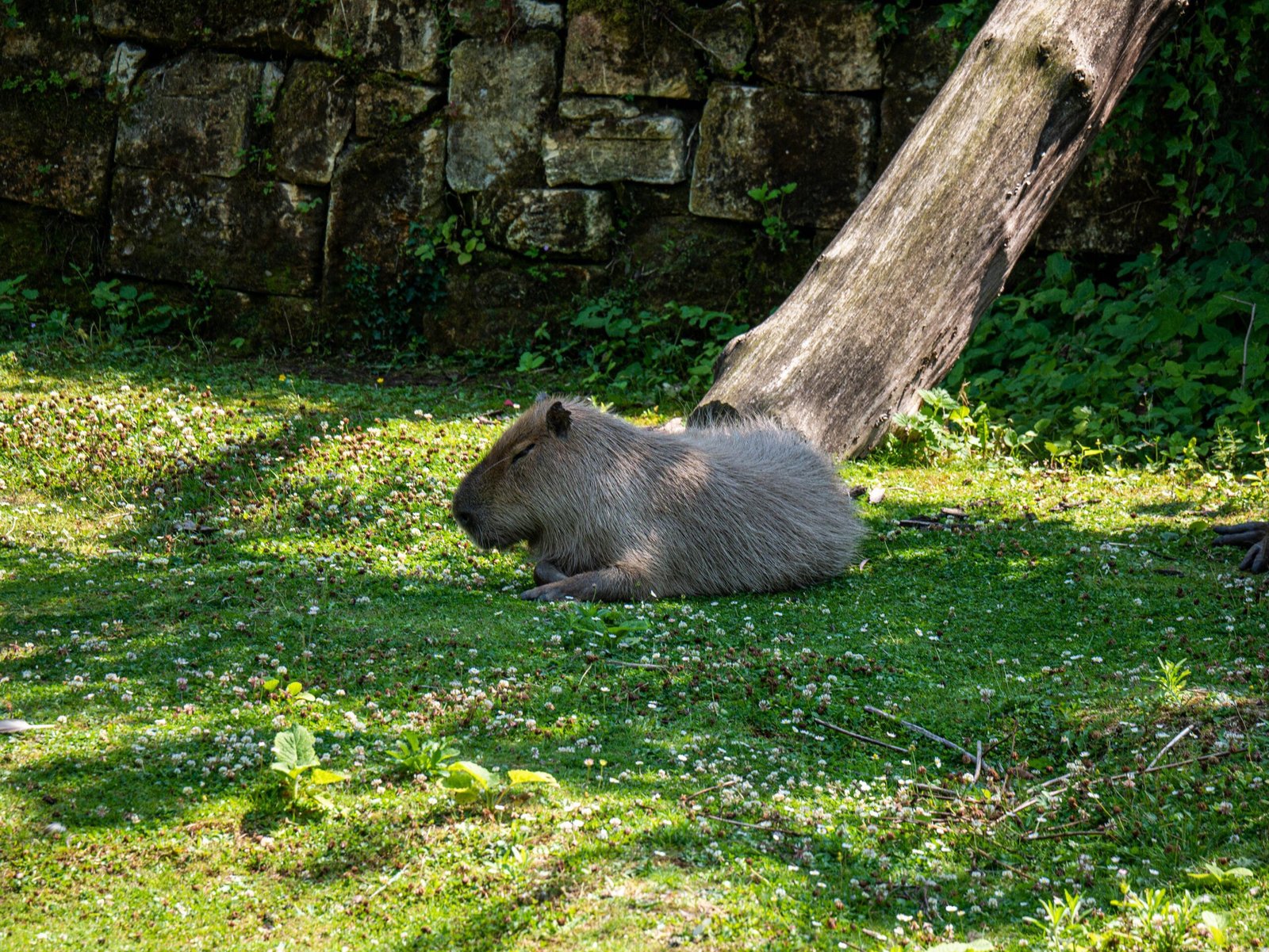 Capybara Encounter in Preston, UK