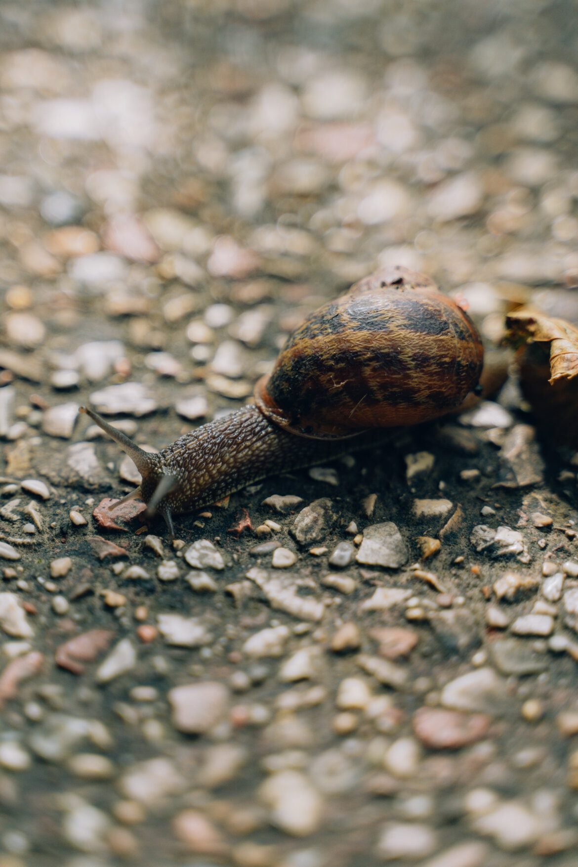 where can capybaras be found