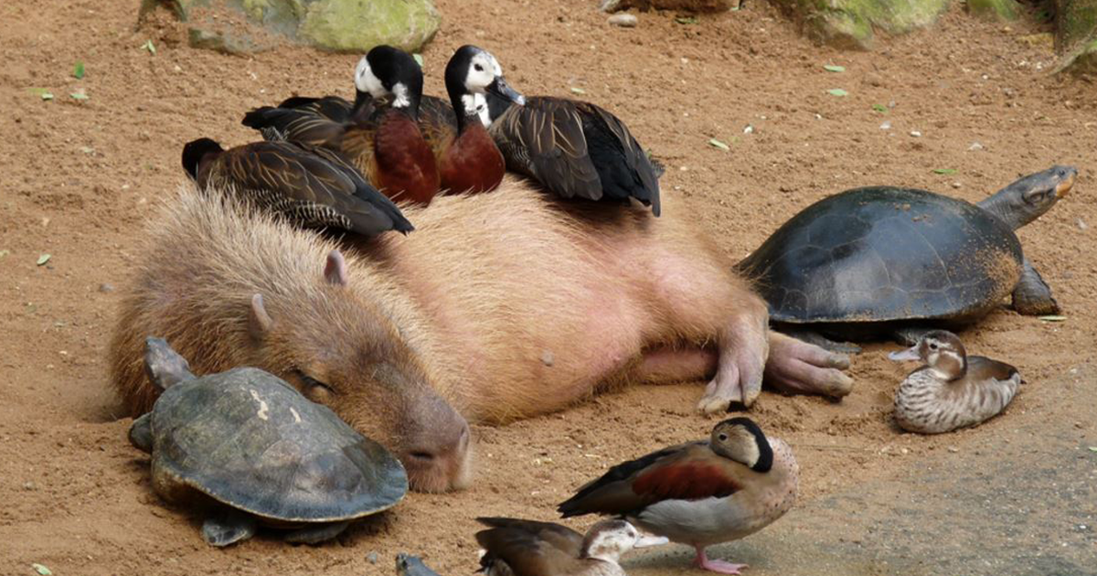 Capybaras Peaceful Coexistence with Other Animals