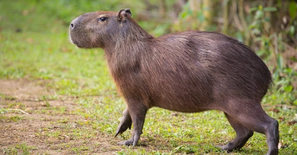 Countries where Capybaras live