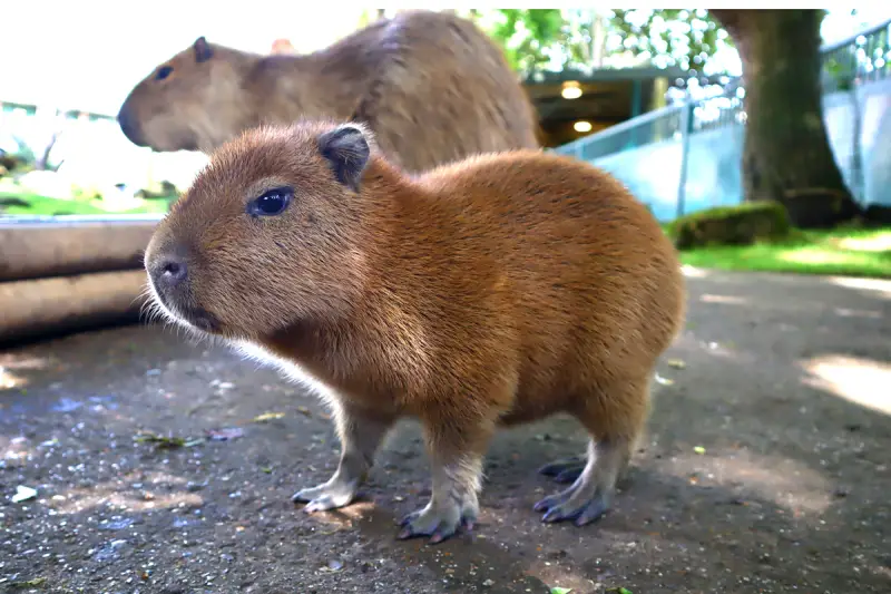 Determining the Price of a Capybara