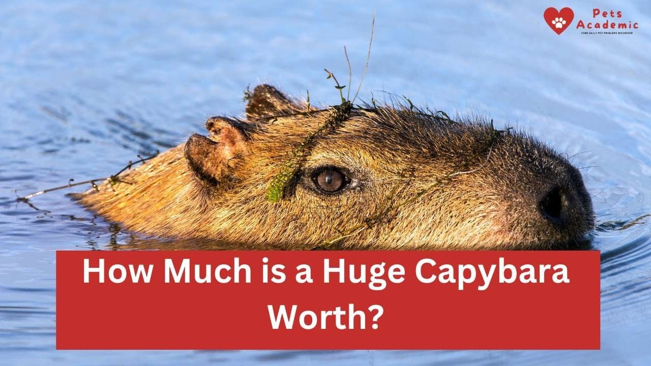 Determining the Value of a Massive Capybara