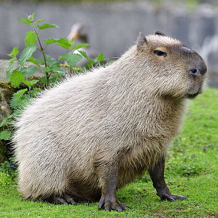 Discover Zoos Near Me with Capybaras