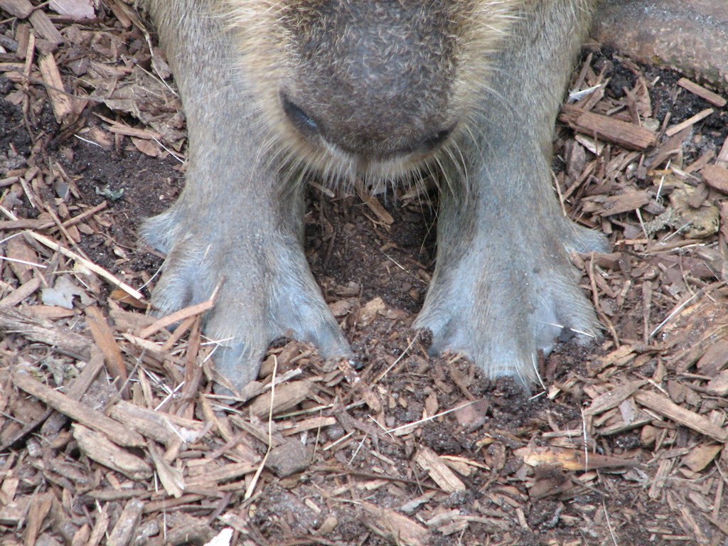 Do Capybaras Have Webbed Feet?