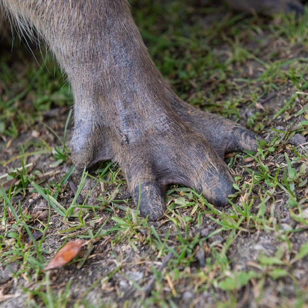 Do Capybaras Have Webbed Feet?