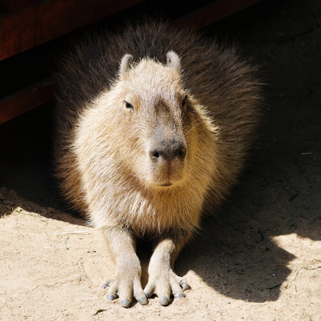 Exploring The Lincoln Park Zoos Fascinating Capybara Exhibit Baby