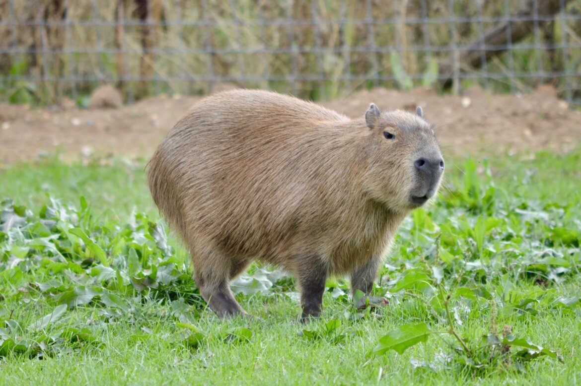 Exploring The World Of Capybaras - Baby Capybara