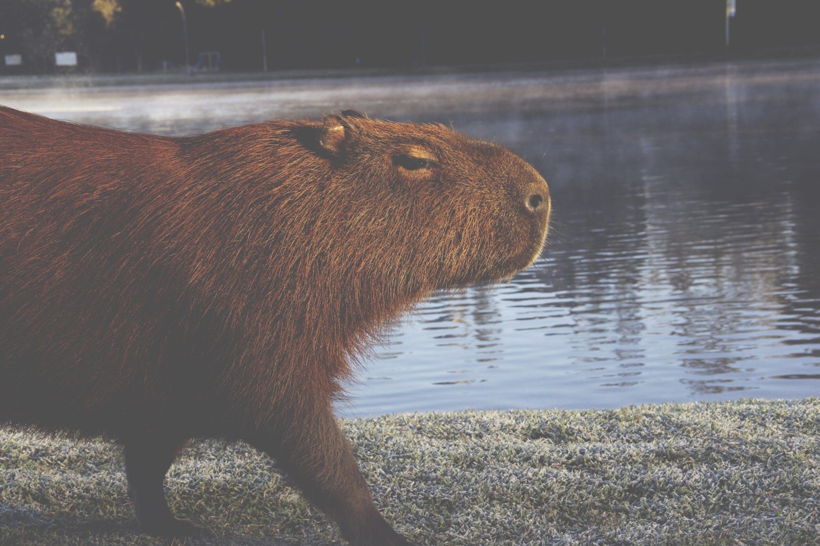 Expressions of Love for Capybaras