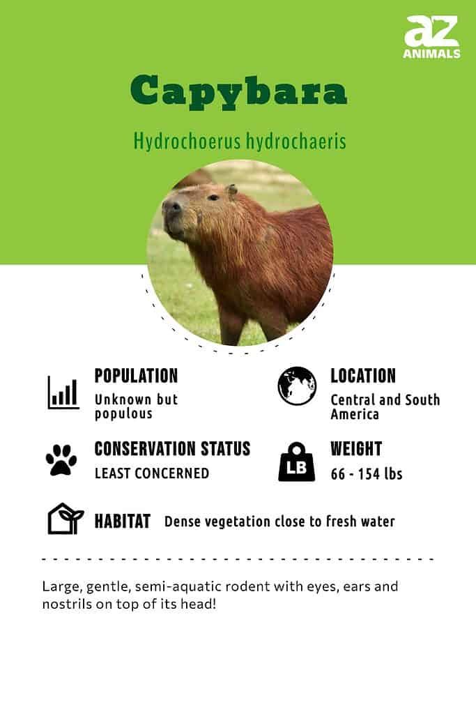 Family classification of Capybaras