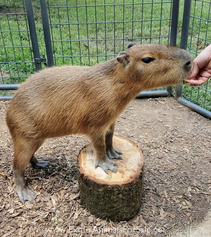 Find Capybara Breeders in Texas