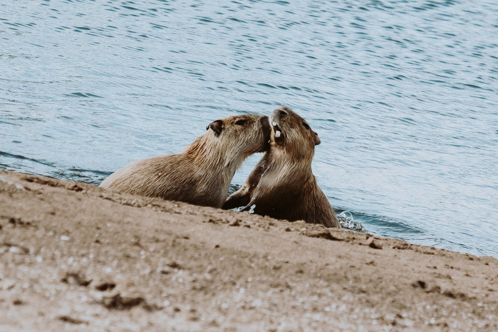 Find the Best Capybara Breeder Near Me