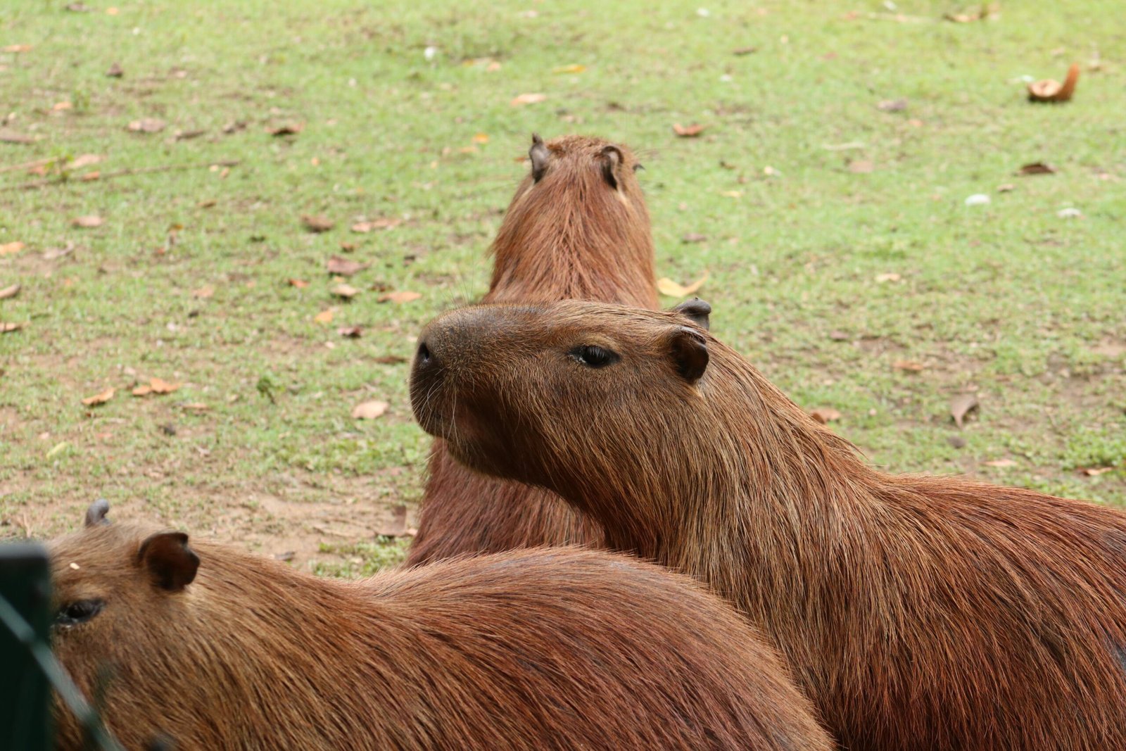 Giant Guinea Pig: Another Name for Capybara