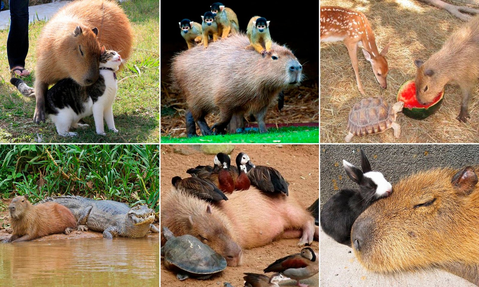 How Capybaras Get Along with Other Animals