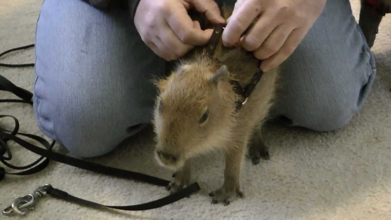 I Pull Up Capybara on a Leash