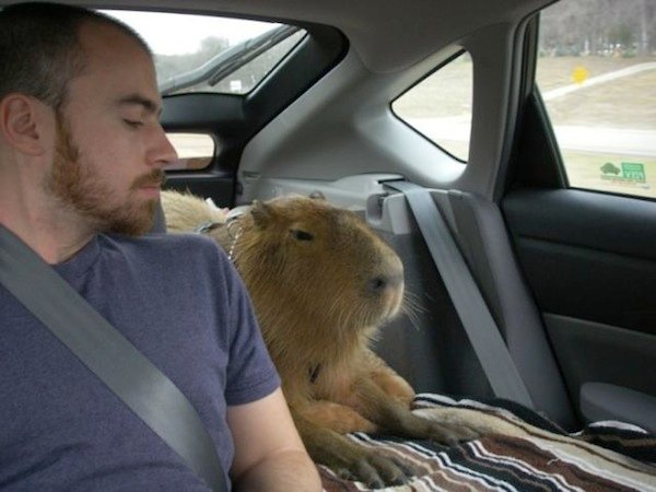 Introducing the New Capybara Selenium Driver