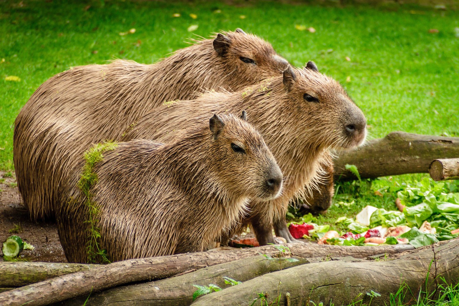 Is it legal to own a capybara as a pet in the UK?