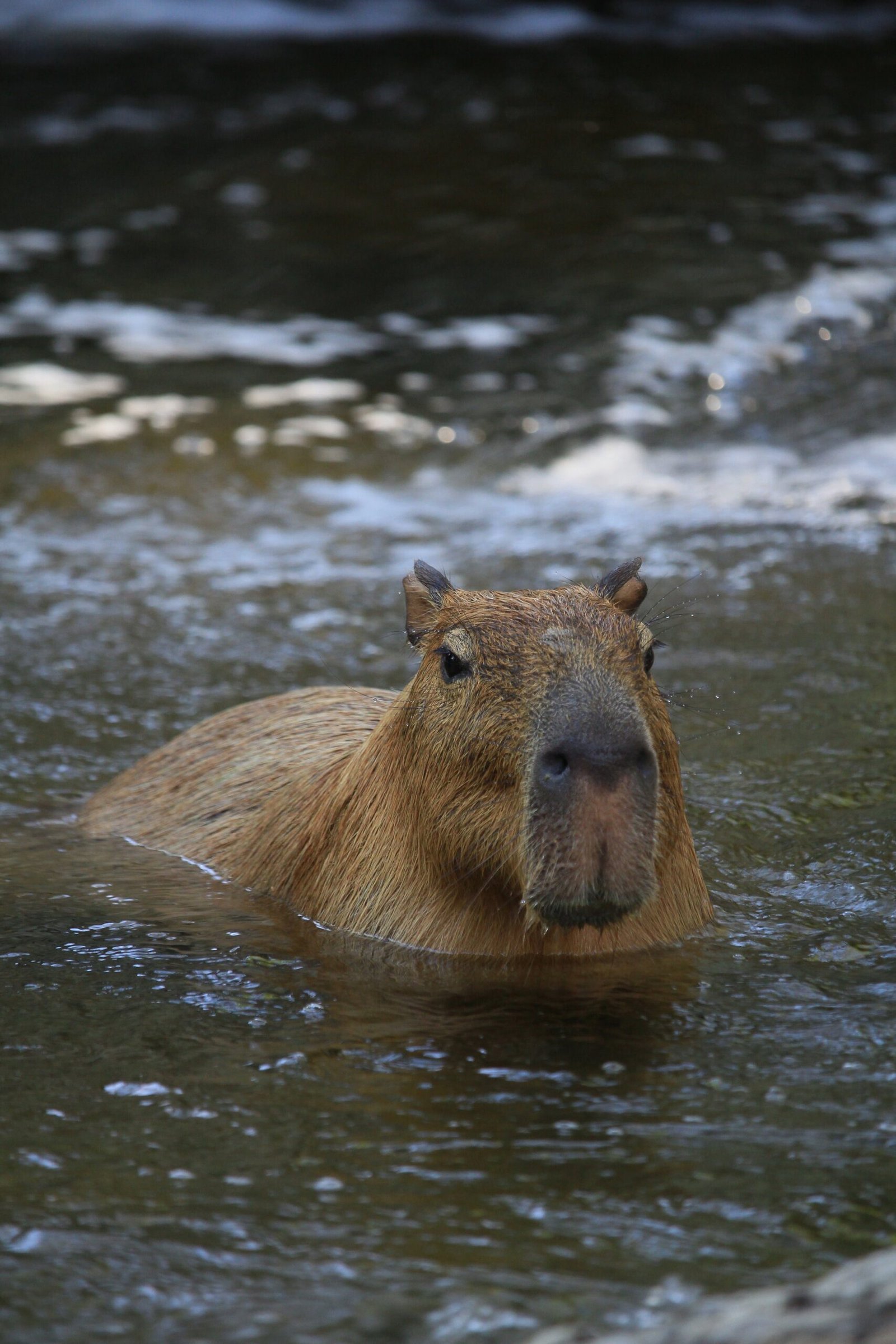 Keeping Capybaras as Pets in the US