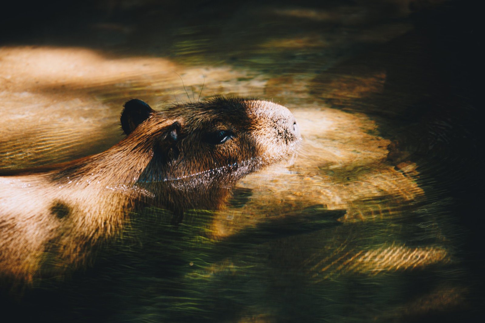 Meet the Adorable Capybara Babies at San Diego Zoo