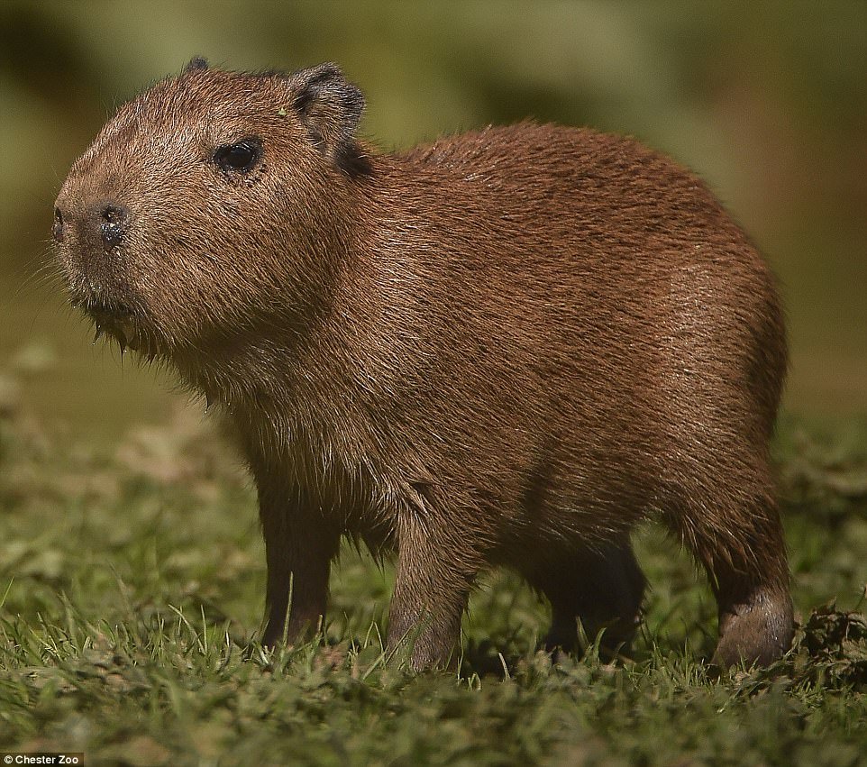 Meet the Adorable Capybara Teddy at Chester Zoo