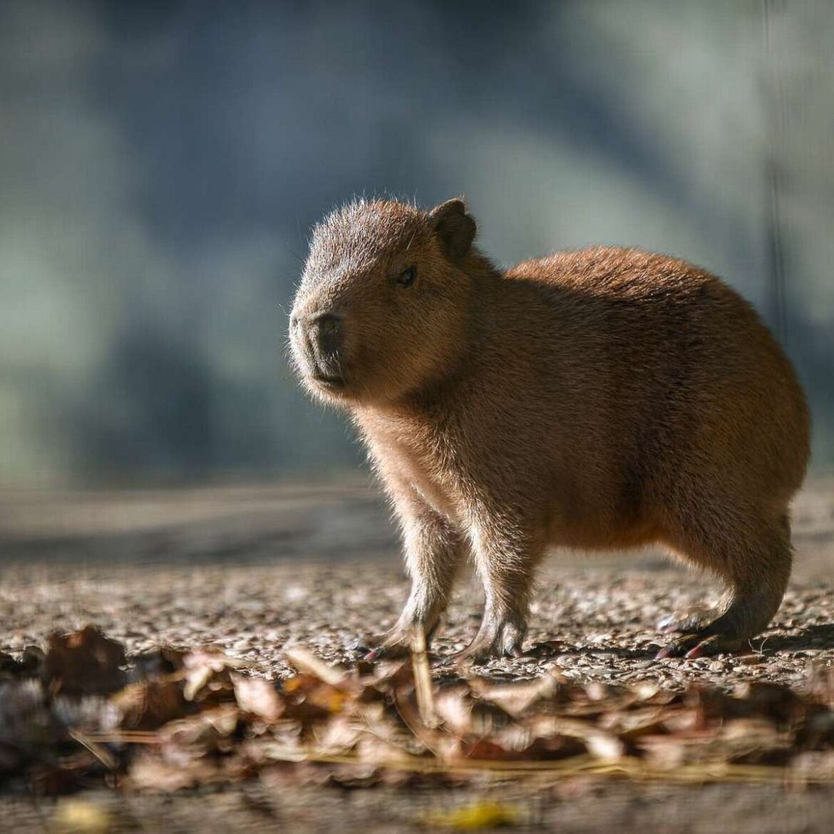 Meet the Adorable Capybara Teddy at Chester Zoo - Baby Capybara